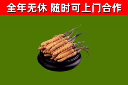 和田地区烟酒回收冬虫夏草.jpg